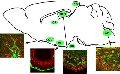 Glial functions in the blood-brain communication at the circumventricular organs